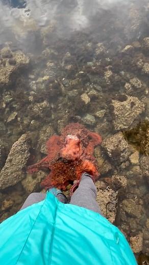 Catherine Dobrowolski on Instagram: "40.4K views Baby 🐙comes in for a quick hug😬 #kraken #giantpacificoctopus #octopus #cephalopods #cephalopod #octopuses #octopi #octopuslove #tentacles #octonation #cyberoceans #cleanbluesea #onlyinvictoria #victoriabuzz #ogdenpoint #natgeotv #victoriabctourism #tourismbc #bctourism #vancouverislandtourism #vancouverisland #westcoast #canada🇨🇦 #sloggers #usa🇺🇸"