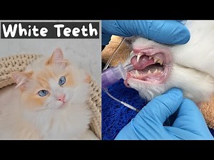 What to Expect for a Cat Dental Cleaning Procedure (Complete Walkthrough) | The Cat Butler