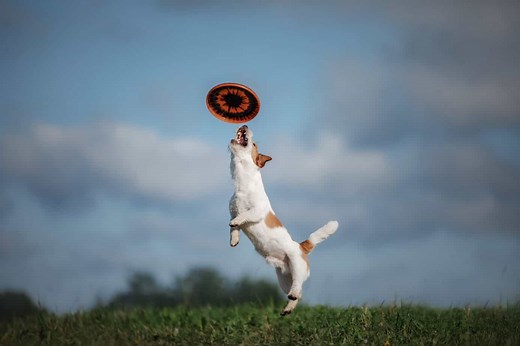 Best Dog Toys for Jack Russells [Best Chew Toys & More]