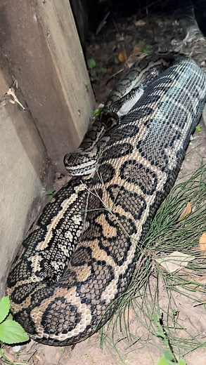 This is a very common sight for this time of year. All the big snakes are done with babies and are trying to get a good feed in before winter comes around the corner. Like this absolutely gorgeous Coastal Carpet Python who was found in a backyard in Caloundra last night. $90 snake relocations ☎️ 0447711360 ☎️ #python #snake #australia #snakesofinstagram | Snake Catcher Dan