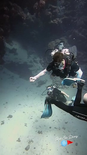 An amazing dive adventure through the stunning underwater canyon in Dahab — full of surreal formations, dancing bubbles, and vibrant marine life. A must-visit for every diver! Tag your dive buddy and join us for unforgettable underwater moments! #CanyonDive #Dahab #Diving #ScubaAdventure #RedSea #ScubaLife #ExploreTheDeep #cavediving #DiveTrip | Red Sea Diving