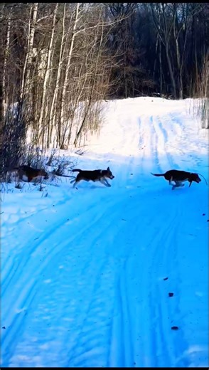 snow rabbit hunting, chasing rabbit, Italian dog,,,, #puppy #huntingdogs #snow #ai #pointerdogs