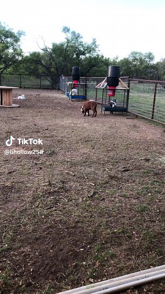 Automatic goat feeders set on timers to go off 3 times a day.