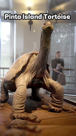 Animals that went extinct recently 😨😭 #animals #facts