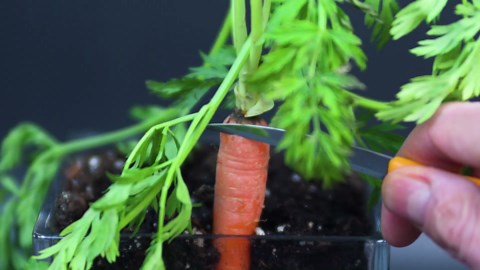 Carrot under the microscope: A sparkling world revealed