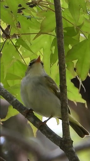 オオムシクイの鳴き声The call of Phylloscopus examinandus(189)#野鳥#shorts