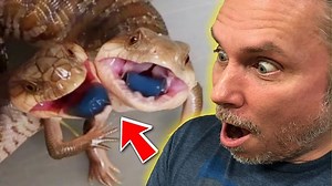 We have two new litters and the coolest Blue-tongued skink litter yet! I have a new piece of filming equipment that I am excited to share with you! #brianbarczyk #bluetonguedskink #lizards | Brian Barczyk