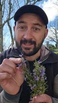 est-ce que tu connais le secret de la feuille de romarin ? #conseilssante #romarin