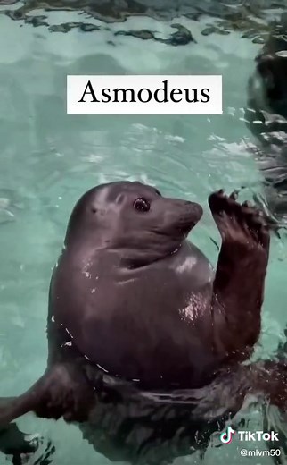 Funny Seal Videos Compilation | Cute and Hilarious Seal Memes