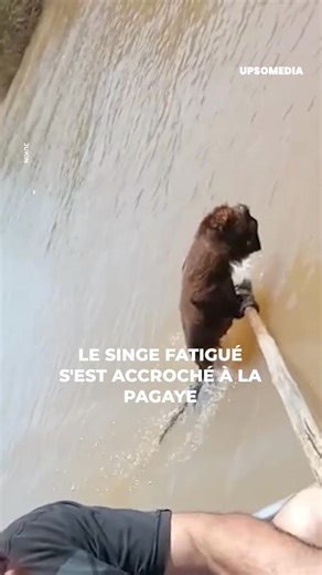 Un singe hurleur en danger d'extinction a été vu par deux pêcheurs nageant avec difficulté et seul dans la rivière… | Le Kiwi