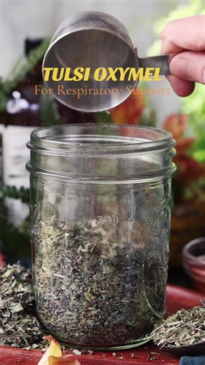 Tulsi Oxymel for Respiratory Support by Bevin Cohen⁠ ⁠Holy Basil (also known as tulsi) is most known for its adaptogenic properties. Simply put, holy basil helps the body regulate the effects of stress, bringing balance to our body and spirit. In addition to this, tulsi is an incredible support for immune function and digestive health.⁠ ⁠ This tulsi oxymel recipe comes to us from the book