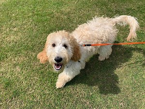 3.2K views · 11 reactions | Piper the 5 month old Cockapoo has...