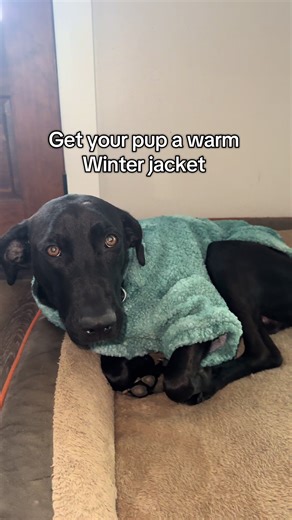 So cheap right now #dogclothes #dogjacket #dog #fyp