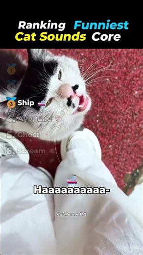 Ranking Funniest Cat Sounds Core Moments! 🐱🔊 #funny #cats #memes