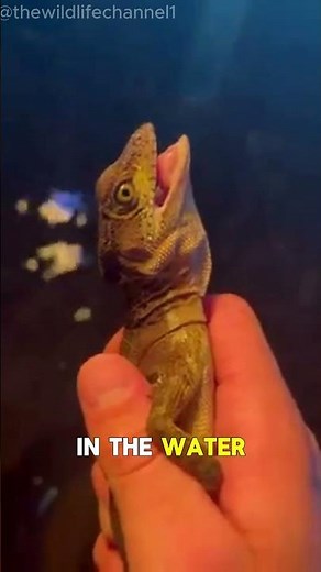 The Basilisk Lizard: The Original Water Walker!"