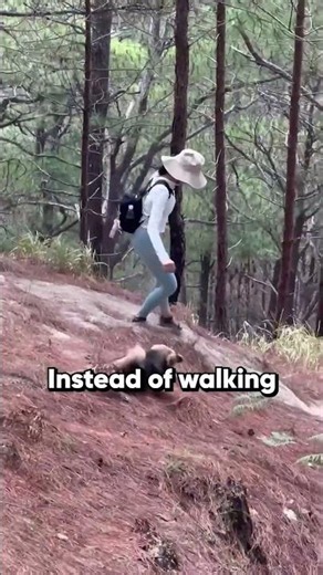 This clever mountain dog found the ultimate hiking shortcut 🐶