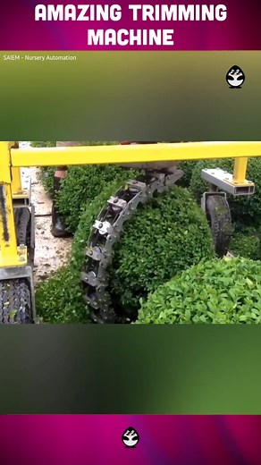 Real PENGUIN su TikTok