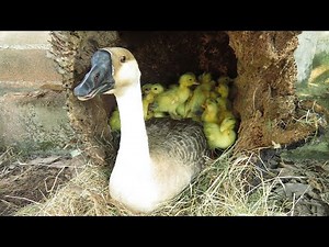 Wow! Ducklings Hatch From Eggs With Goose - Hatch a Lot Of Ducklings #birdhatches