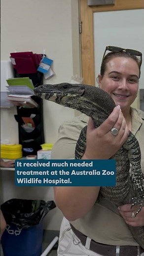 Beautiful lizard released back into the wild! 🦎