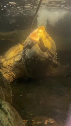 Snapping Turtle Catch: Purging and Preparing for Dinner