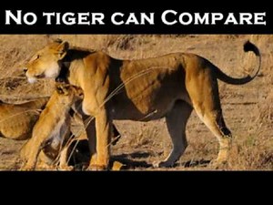 Muscular Lioness Part 2