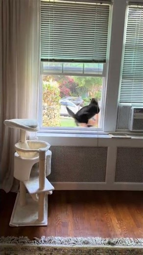 Funny ANIMALS videos 😊 Funniest CATS😺 and DOGS🐶 2025