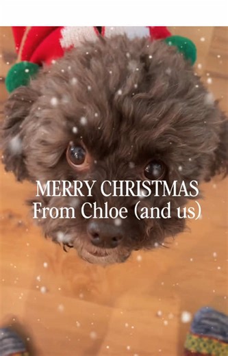 Chloe wanted to show you her Christmas sweater, her Hanukkah coffee cup gift, and wish you all a merry everything and a happy new year! 🐶🎄🕎🥳 #Chloe #ChristmasSweater #HappyHolidays #CuteDogs #Shihpoo