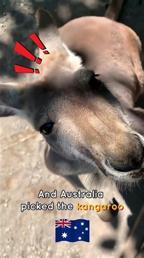 Animals That Represent Each Country 🌍