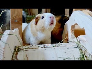 Vlog: Guinea Pig Bridge