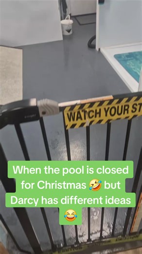 Darcy the Border Collie's Hilarious Pool Antics