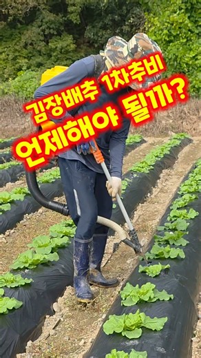 김장배추1차 추비시기 괴산절임배추 청정괴산 #shorts