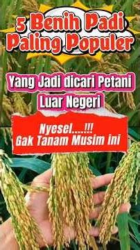 5 Benih Padi Paling Populer Yang dicari Para Petani Luar Negeri
