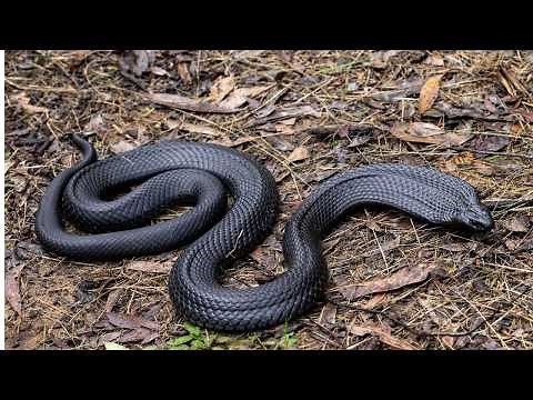The Most Venomous Snakes in the World | 5 Minutes to Understand