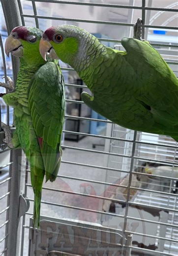 Amazonas Lilac crowned💚 #viral #parrot #amazonas #flypシ #pet @✿ 𝓨𝓮𝓷𝔂✿ @Rafael Bravo