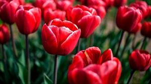 11 things to do this weekend in Dallas-Fort Worth