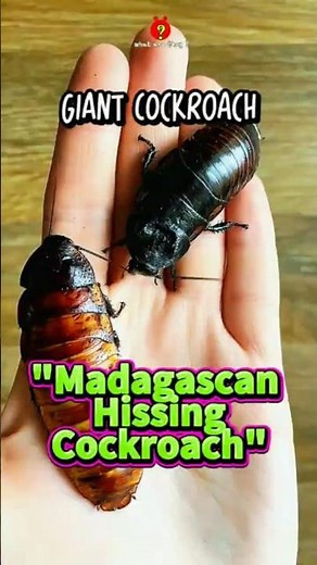 Madagascan Hissing Cockroach: Giant Size and Loud Hissing Sound. #youtubeshorts #animals #pets