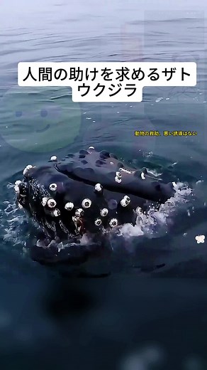 人間の助けを求めるザトウクジラ #動物科学# 動物界 #野生動物# 動物 #動物解説# 解説 #動物おもしろエピソード# 野外 #自然 #TikTok# 動物救助 #救助# 海の生き物