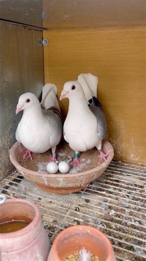 Racing Saddle Homer / Pair #pigeon #pigeons