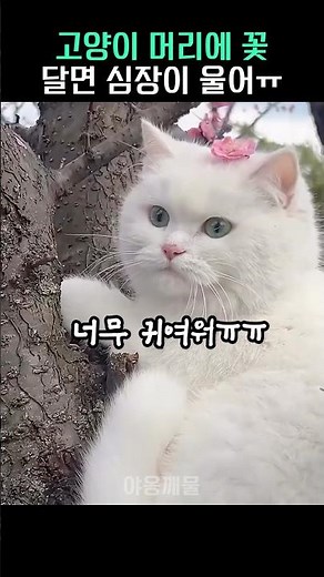 If you put a flower on a cat's head, its heart will cry #cat #cat #funnycat