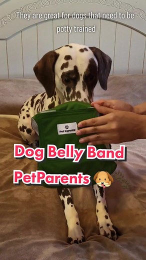 Dog Belly Bands for Male Dogs | PetParents 🐶🐾