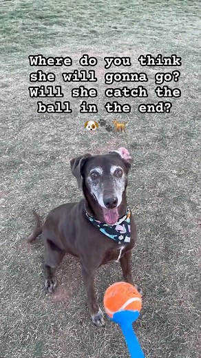 3.2K views · 23 reactions | I bet she’s having fun being in the dog park! 凉 #dogpark #doglife #moki #Utah #algorithm | PAWS BY HEART | Facebook