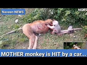 Baby MONKEY SCREAMING AND CRYING and trying to wake-up her dead mother.
