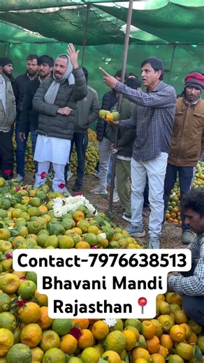 आज का VIP संतरा😱🔥भवानीमडी दिनांक 08-12-25 #santara #newyear