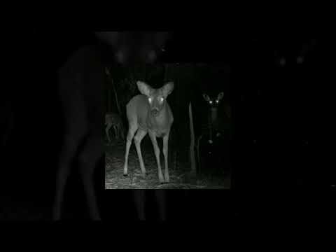 [FREE] Bones Type Beat "Tape" | Boom Bap type beat