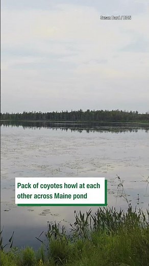 Coyotes call to each other across Maine pond #wildlife #coyote #maine