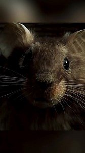 The ultimate scene you can't miss! Have you seen this movie? If so, let me know which scene was the most memorable 👇#fblifestyle #movies #horror #thriller #moviescenesf | Bolo TV