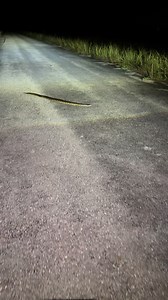 🐍 Burmese pythons are an invasive species here in Florida. | Taylor Stanberry