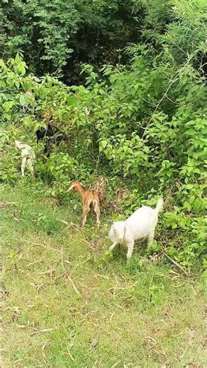 Small and Big Goats Eating Grass #goat #animals