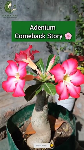 Kya Root Rot Wala Adenium Phir Se Bloom Kar Sakta Hai? 🤯🌸 #ytshorts #shorts #adenium #vanaantara