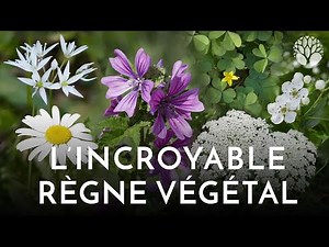 The incredible plant kingdom: a botanical tutorial in less than 10 minutes!